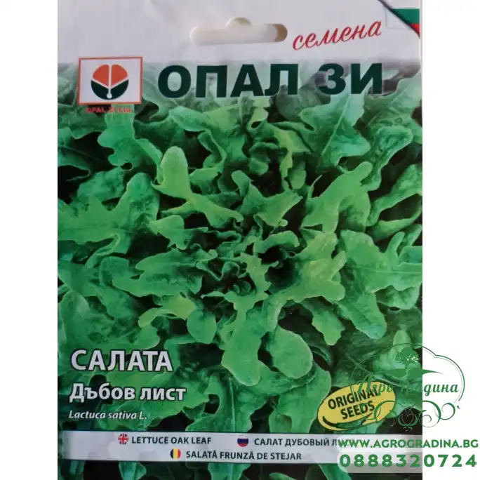 Салата Дъбов лист (зелена) Салата Дъбов лист (зелена)