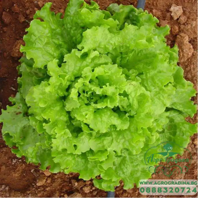 Салата Фънфикс F1