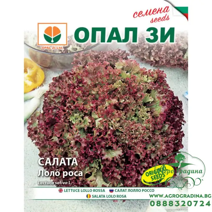 Салата Лоло Роса Салата Лоло Роса