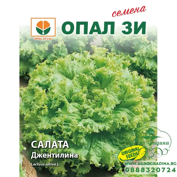 Салата Джентелина Салата Джентелина