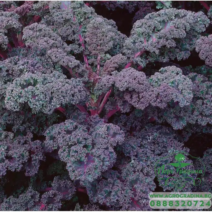 Кейл къдрав Скарлет Skarlet