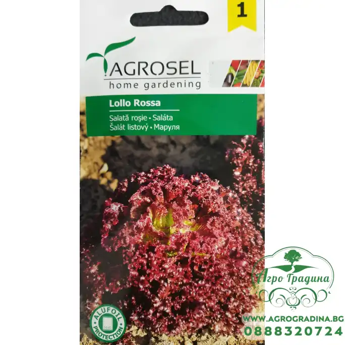 Салата Лоло Роса Салата Лоло Роса