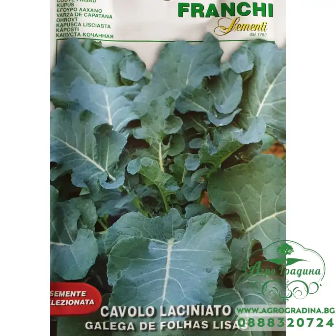 Кейл с Гладки листа Galega De Folhas Lisas