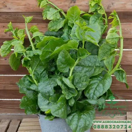 Спанак увивен (спанакова лоза) Basella alba L.