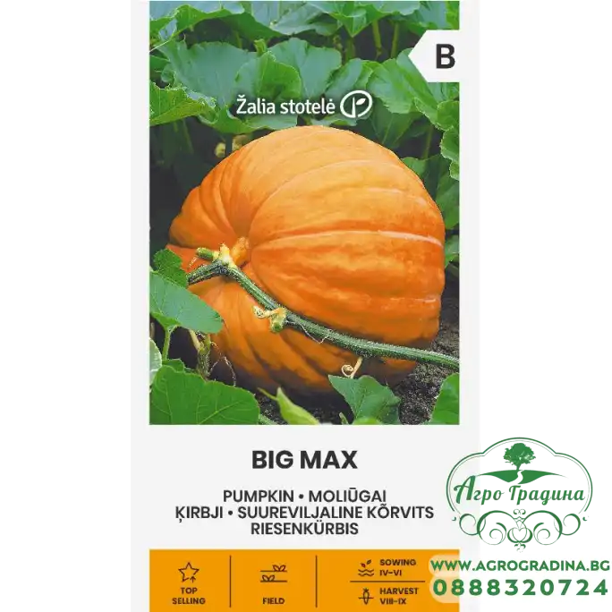 Тиква гигант Биг Макс / Cucurbita Maxima Duchesne 