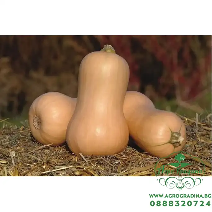 Тиква Матилда Matilda F1 Тиква Матилда Matilda F1