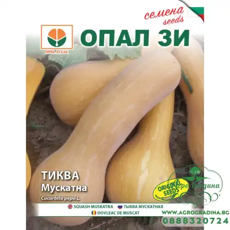 Тиква Мускатна