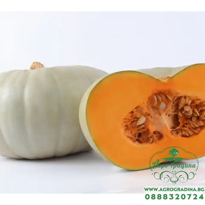 Тиква Сампсон Sampson F1