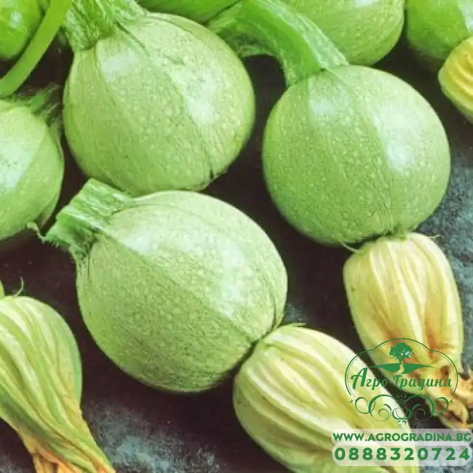 Тиквички Ди Ница Di Nizza