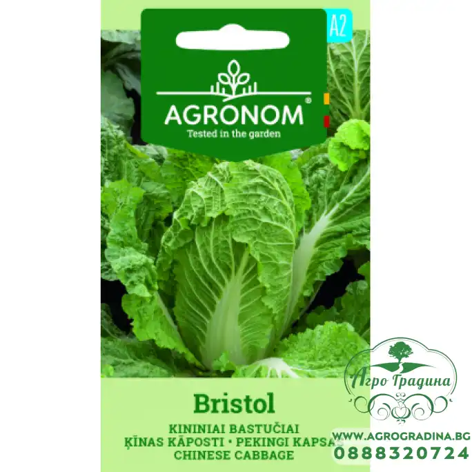 Китайско зеле Бристол Bristol