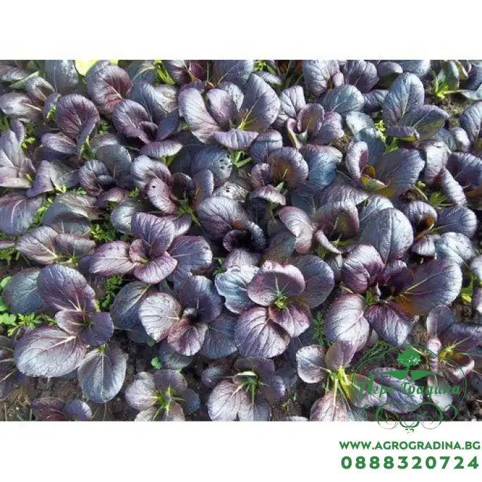 Зеле Китайско Арах Arax