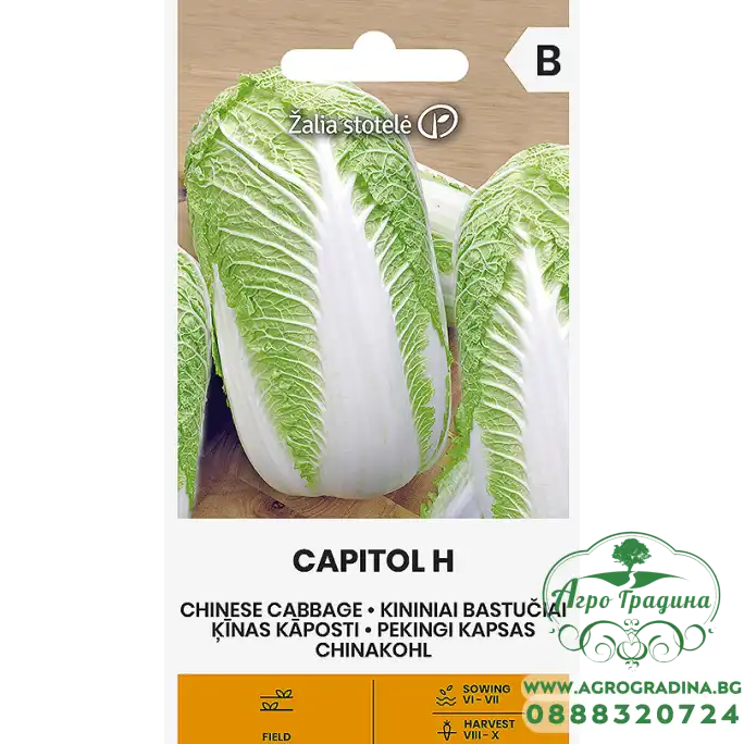 Зеле Китайско Капитол F1 Capitol H