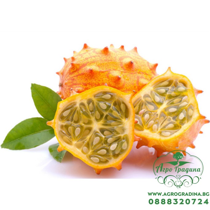 Кивано Африканска рогата краставица (Cucumis metuliferus) Кивано Африканска рогата краставица (Cucumis metuliferus)