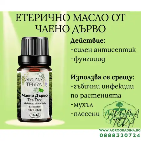 Етерично масло от Чаено дърво