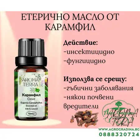 Етерично масло от Карамфил