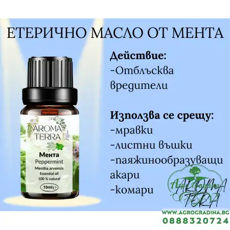 Етерично масло от Мента