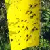 Жълти лепливи табла за защита на растенията от вредители