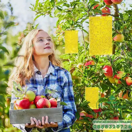 Жълти лепливи табла за защита на растенията от вредители