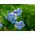 Тор за боровинки и ерикацея / Bluberries and ericaceae