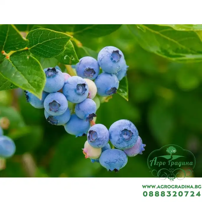 Тор за боровинки и ерикацея Bluberries and ericaceae Тор за боровинки и ерикацея Bluberries and ericaceae
