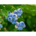 Тор за боровинки и ерикацея Bluberries and ericaceae – Торове за плодове и зеленчуци