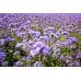 Фацелия / Phacelia tanacetifolia