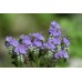 Фацелия / Phacelia tanacetifolia