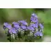 Фацелия / Phacelia tanacetifolia
