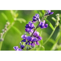 Люцерна Джеа / Gеа (капсулирани)