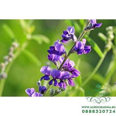 Люцерна Джеа / Gеа (капсулирани)