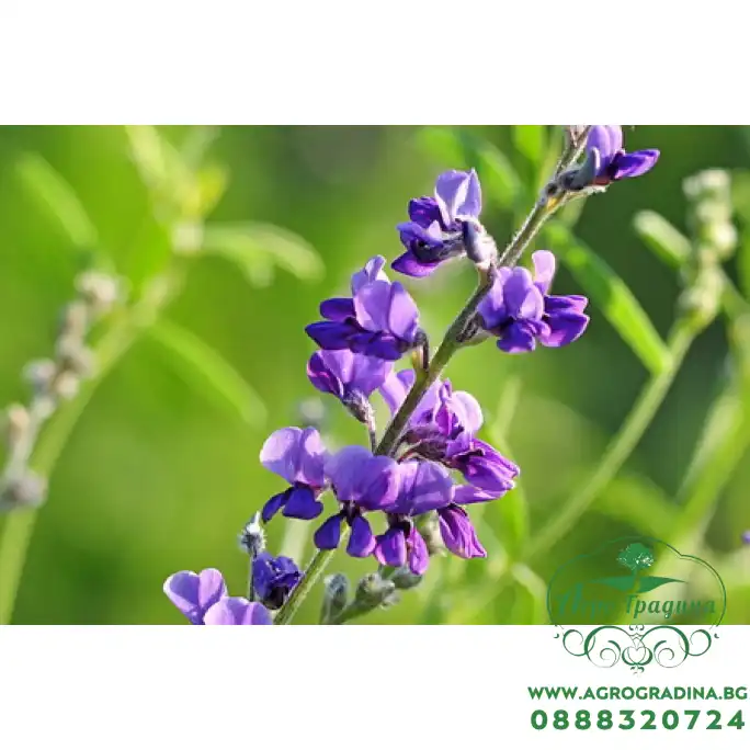 Люцерна Джеа Gеа (капсулирани)