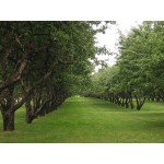 Тревна смес - подходяща за мулчиране за лозя и овощни градини