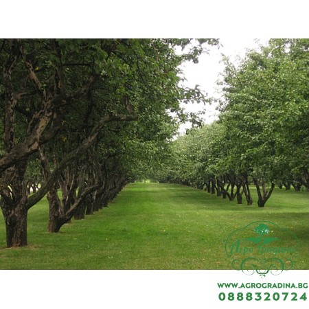 Тревна смес - подходяща за мулчиране за лозя и овощни градини