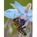 Цветна поляна за Пчели (31 вида цветя) Bee mix