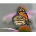 Цветна поляна за Пеперуди (29 вида цветя) Butterfly mix