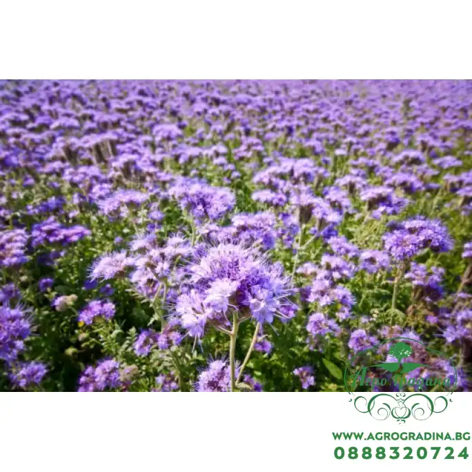 Фацелия Phacelia tanacetifolia