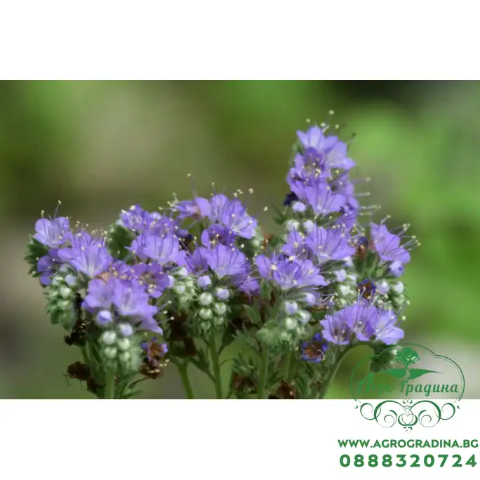 Фацелия Phacelia tanacetifolia