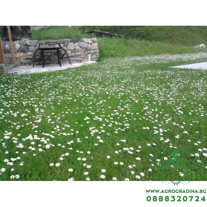 Тревна смеска с многогодишни парички (Bellis perennis) 1кг