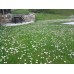 Тревна смеска с многогодишни парички (Bellis perennis) 1кг – Хоби опаковки