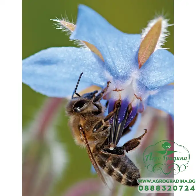 Смес семена от Цветя за Пчели Flowers for Bees and Co