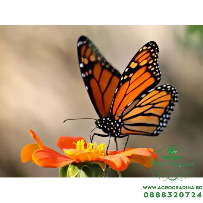 Цветна поляна за Пеперуди (29 вида цветя) Butterfly mix