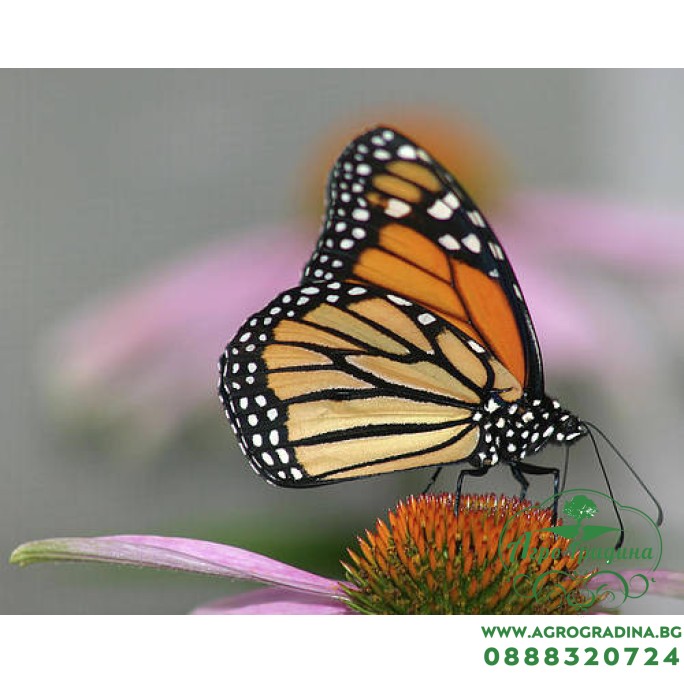 Цветна поляна за Пеперуди (29 вида цветя) Butterfly mix Цветна поляна за Пеперуди (29 вида цветя) Butterfly mix