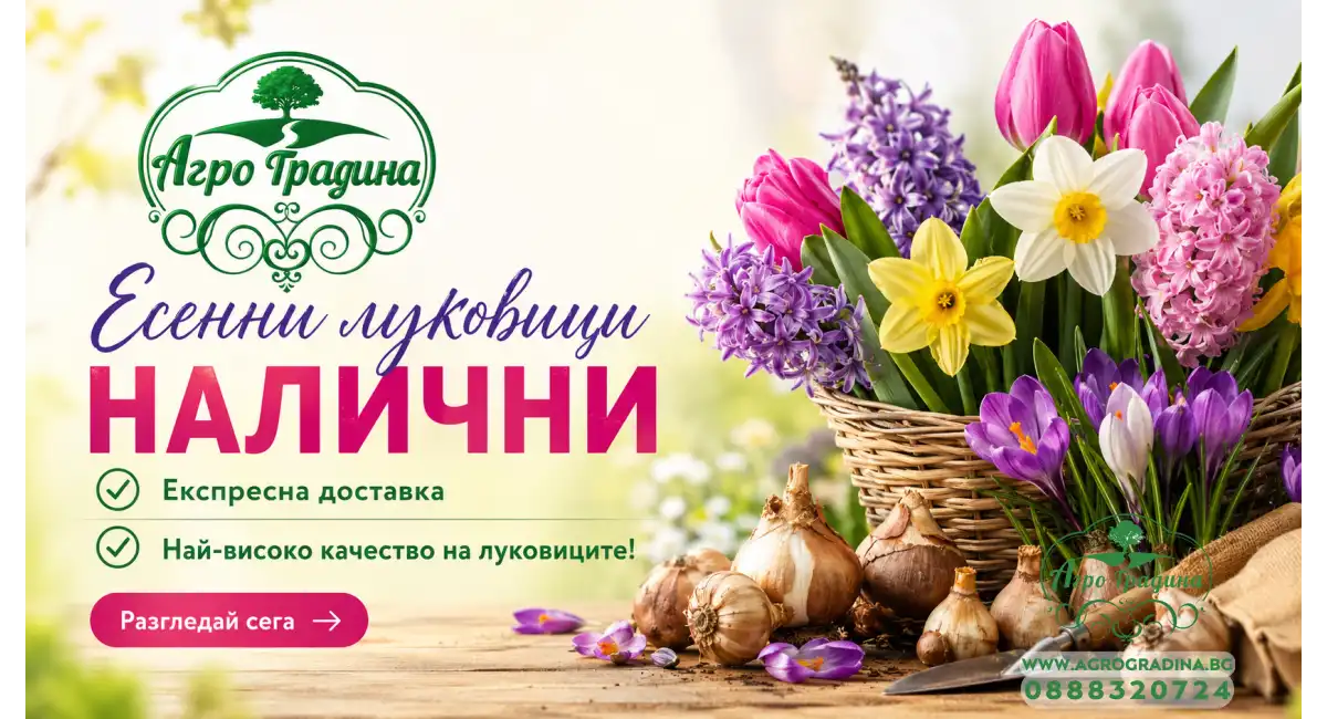 луковици