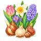 Есенни луковици Есенни луковици
