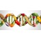 Какво е ХИБРИДен сорт и има ли общо с ГМО (генетично модифицирани) сортовете?