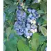 Американска Синя Боровинка Аврора Blueberry Vaccinium corymbosum Aurora