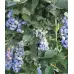 Американска Синя Боровинка Аврора Blueberry Vaccinium corymbosum Aurora