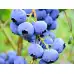 Американска Синя Боровинка Елиът Vaccinium corymbosum Elliott