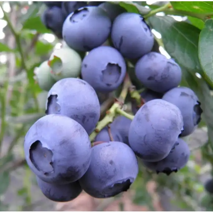 Американска Синя Боровинка Чандлър Vaccinium corymbosum Chandler Американска Синя Боровинка Чандлър Vaccinium corymbosum Chandler