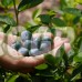 Американска Синя Боровинка Елиът / Blueberry Vaccinium corymbosum Elliott